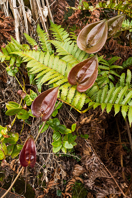 Kauai - 014.jpg